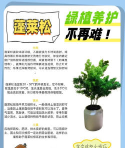 家里阳光不足怎么养花，选对植物种类，掌握养护技巧