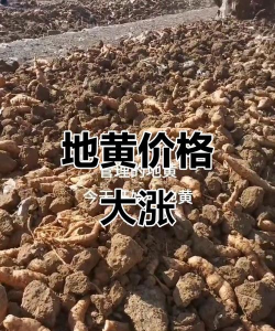 家里阳光不足怎么养花，选对植物种类，掌握养护技巧