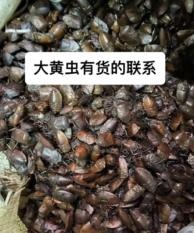 家里阳光不足怎么养花，选对植物种类，掌握养护技巧