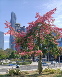 家里阳光不足怎么养花，选对植物种类，掌握养护技巧