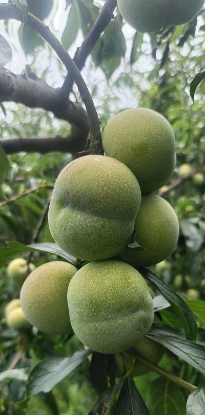 家里阳光不足怎么养花，选对植物种类，掌握养护技巧