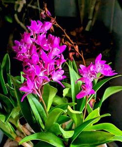 家里阳光不足怎么养花，选对植物种类，掌握养护技巧