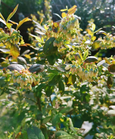 家里阳光不足怎么养花，选对植物种类，掌握养护技巧