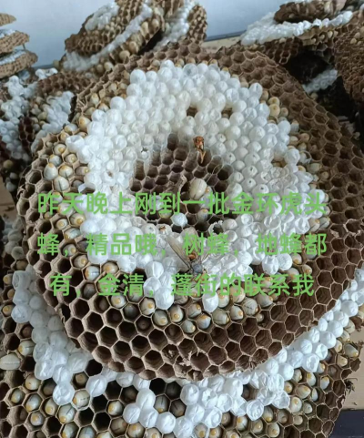 家里阳光不足怎么养花，选对植物种类，掌握养护技巧