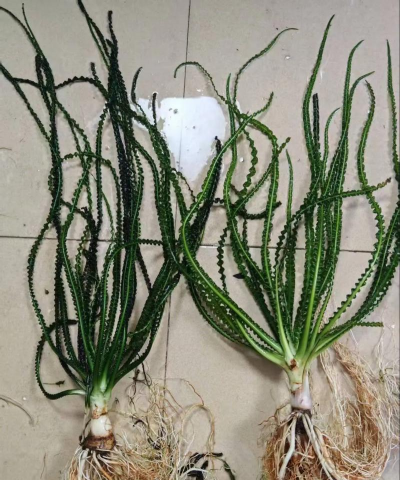 家里阳光不足怎么养花，选对植物种类，掌握养护技巧