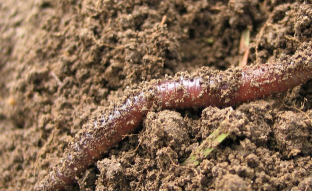 小众送妈妈的花有哪些花