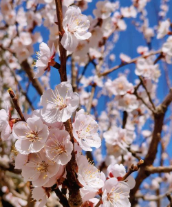 家里阳光不足怎么养花，选对植物种类，掌握养护技巧