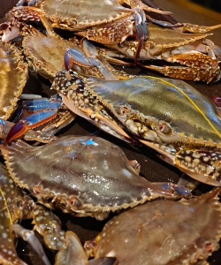 小众送妈妈的花有哪些花