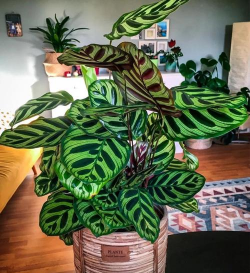 家里阳光不足怎么养花，选对植物种类，掌握养护技巧