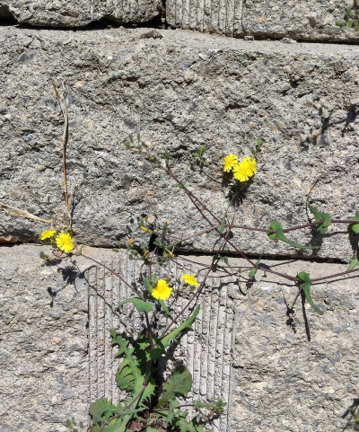 家里阳光不足怎么养花，选对植物种类，掌握养护技巧