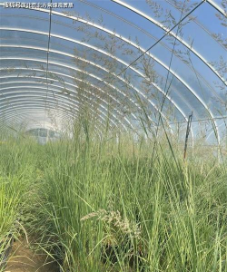 家里阳光不足怎么养花，选对植物种类，掌握养护技巧