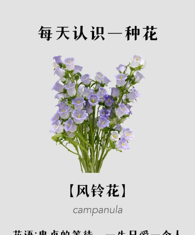 家里阳光不足怎么养花，选对植物种类，掌握养护技巧