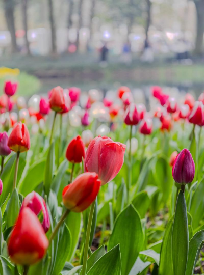 家里阳光不足怎么养花，选对植物种类，掌握养护技巧