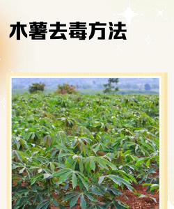 家里阳光不足怎么养花，选对植物种类，掌握养护技巧