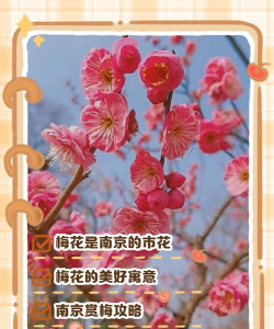 家里阳光不足怎么养花，选对植物种类，掌握养护技巧