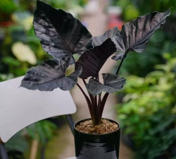 家里阳光不足怎么养花，选对植物种类，掌握养护技巧