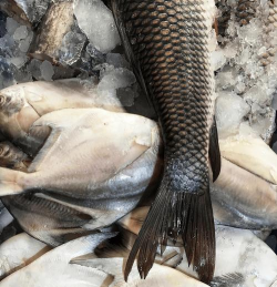 小众送妈妈的花有哪些花