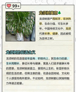 家里阳光不足怎么养花，选对植物种类，掌握养护技巧