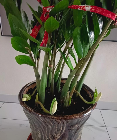 家里阳光不足怎么养花，选对植物种类，掌握养护技巧