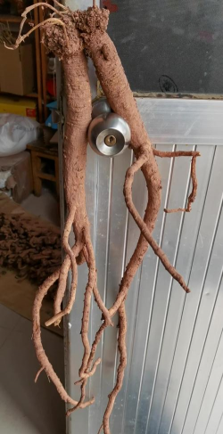 家里阳光不足怎么养花，选对植物种类，掌握养护技巧