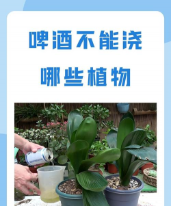 啤酒不适合浇哪些绿植