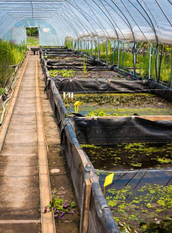 小众送妈妈的花有哪些花