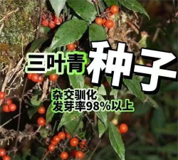 家里阳光不足怎么养花，选对植物种类，掌握养护技巧