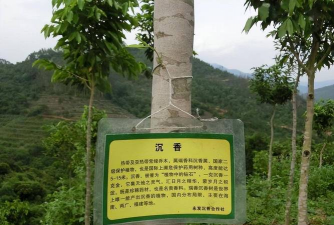 家里阳光不足怎么养花，选对植物种类，掌握养护技巧