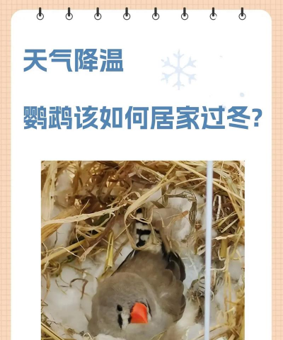 家里阳光不足怎么养花，选对植物种类，掌握养护技巧