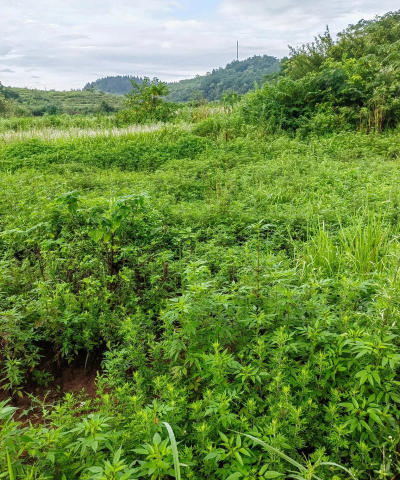 小众送妈妈的花有哪些花