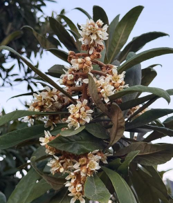 家里阳光不足怎么养花，选对植物种类，掌握养护技巧