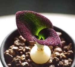 家里阳光不足怎么养花，选对植物种类，掌握养护技巧