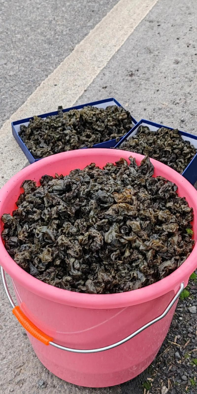 2024年地皮菜价格多少钱一斤 2024年地皮菜价格多少钱一斤