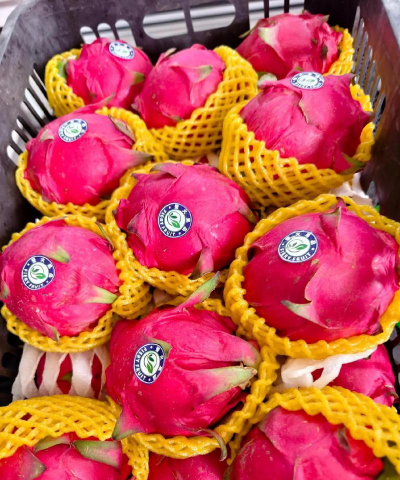 家里阳光不足怎么养花，选对植物种类，掌握养护技巧