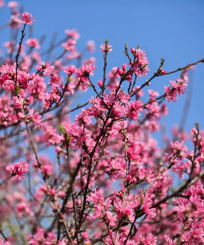 家里阳光不足怎么养花，选对植物种类，掌握养护技巧