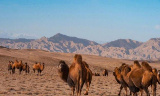 小众送妈妈的花有哪些花