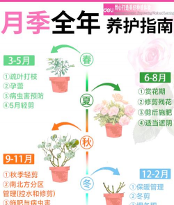 月季花养殖方法和注意事项 月季花养殖方法和注意事项