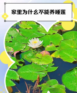 家里阳光不足怎么养花，选对植物种类，掌握养护技巧