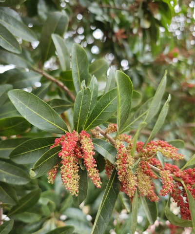 家里阳光不足怎么养花，选对植物种类，掌握养护技巧