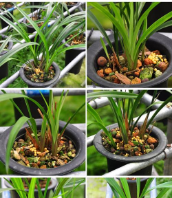 家里阳光不足怎么养花，选对植物种类，掌握养护技巧