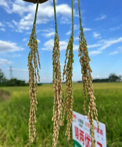 家里阳光不足怎么养花，选对植物种类，掌握养护技巧