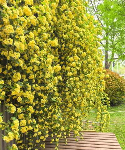 家里阳光不足怎么养花，选对植物种类，掌握养护技巧