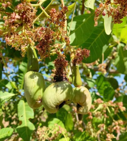家里阳光不足怎么养花，选对植物种类，掌握养护技巧