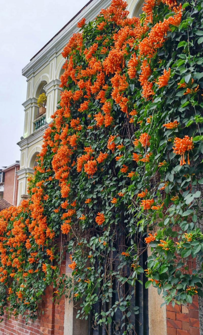 家里阳光不足怎么养花，选对植物种类，掌握养护技巧
