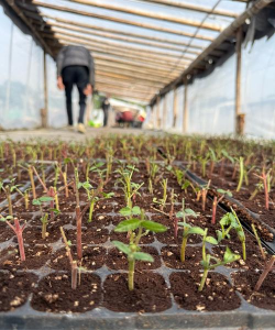 家里阳光不足怎么养花，选对植物种类，掌握养护技巧