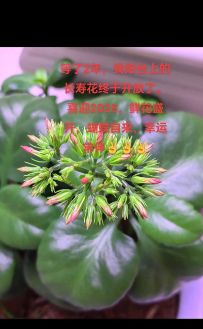 家里阳光不足怎么养花，选对植物种类，掌握养护技巧