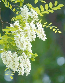 家里阳光不足怎么养花，选对植物种类，掌握养护技巧