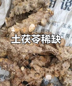 家里阳光不足怎么养花，选对植物种类，掌握养护技巧