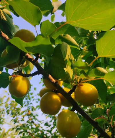 家里阳光不足怎么养花，选对植物种类，掌握养护技巧