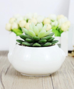 家里阳光不足怎么养花，选对植物种类，掌握养护技巧